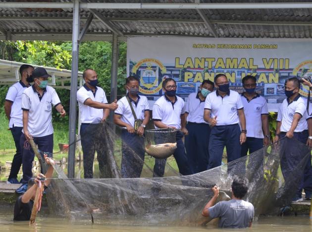 Mantap, Ditengah Pandemi Covid - 19 Lantamal VIII Panen Ikan Air Tawar