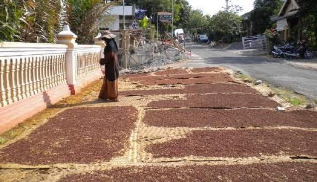 Awal Tahun Harga Cengkih Bakal Naik 