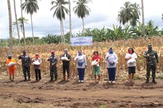 Danlantamal VIII Pimpin Panen Jagung Seluas Lima Hektar 