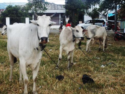 Pedagang Sapi â€˜Serbuâ€™ Kotamobagu