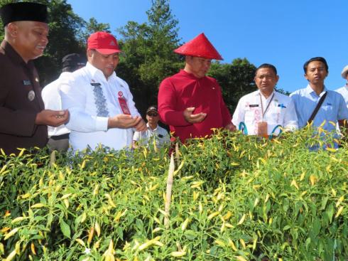 Wabup Ikuti Panen Raya Cabe di Adowl