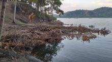 Puluhan Mangrove Ditemukan Ditebang