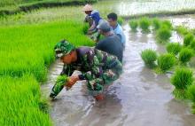 Babinsa Dampingi Poktan