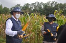 Manado Bakobong Walikota Panen Jagung dan Kacang Hijau