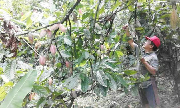 Potensi Kakao Janjikan Kesejahteraan Petani Kotamobagu