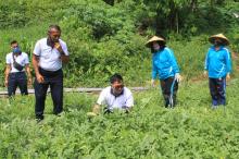 Berhasil, Kebun Jalasenastri Korcab VIII DJA II Panen Pokcay